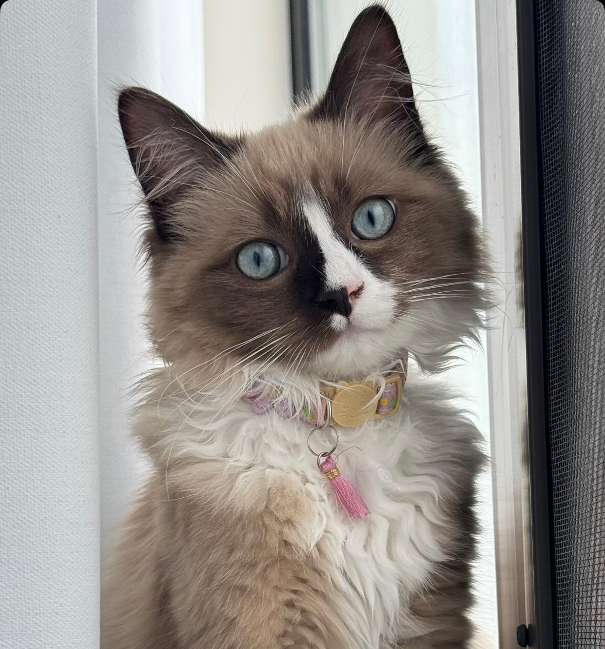 Collar Blossom