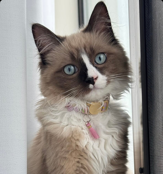 Collar Blossom
